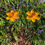 Set Of Two Daffodil Garden Ornament Bird Feeders In Cast Iron, thumbnail 1 of 6