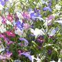 Lobelia Bush Mixed 6 Pack X2 12 Plants Vibrant Colour, thumbnail 4 of 4