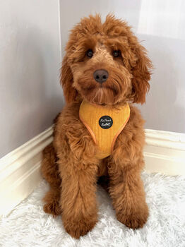 Mustard Yellow Cord Dog Harness, 3 of 5