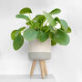 Chinese Money Plant In 9cm Decorative Pot, thumbnail 1 of 4