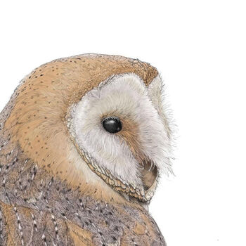 Barn Owl Giclée Art Print, 3 of 3