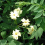 Clotted Cream Jasmine Plant In 3 L Pot – Scented Climber, thumbnail 1 of 5