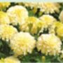 Marigold Seeds In A Seedtube, thumbnail 3 of 4