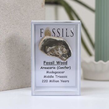 Fossil Wood Slice Araucaria Conifer, 8 of 10