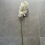 Single Stem White Orchard, thumbnail 4 of 5