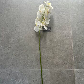 Single Stem White Orchard, 4 of 5