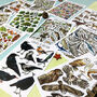 Wildlife Of Britain Postcard Pack Volume Two, thumbnail 11 of 11