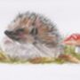 Set Of Five Wildlife Cards Blank Notecards, thumbnail 1 of 5