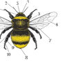 Anatomy Of A Bee Print, thumbnail 6 of 11