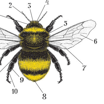 Anatomy Of A Bee Print, 6 of 11