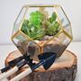 Gold Geometric Terrarium Kit With Succulent Plant Lover Gift, thumbnail 6 of 12