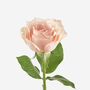 Rosewater Petite Rose Fresh Bouquet, thumbnail 2 of 2