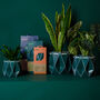 Three Origami Self Watering Eco Plant Pots, thumbnail 7 of 12