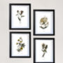 Framed Vintage Floral Art Prints: Set Of Four, thumbnail 7 of 8