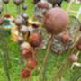 Stylish Cluster Of Five Balls Or Cups For Garden Small, thumbnail 9 of 11