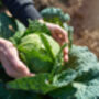 Cabbage 'Savoy' Six X Plug Plant Pack, thumbnail 4 of 5
