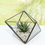 Octahedron Geometric Glass Succulent Terrarium, thumbnail 2 of 2