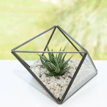 Octahedron Geometric Glass Succulent Terrarium, 2 of 2