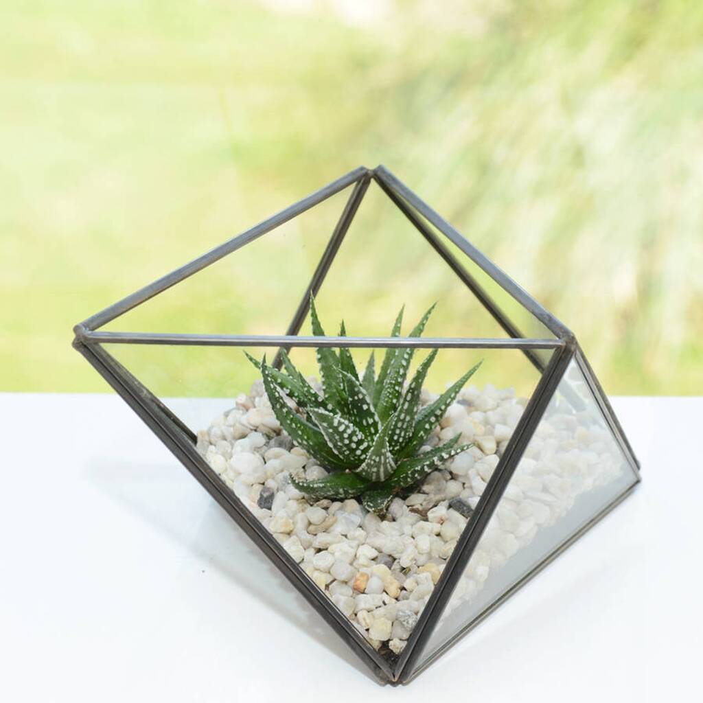 Octahedron Geometric Glass Succulent Terrarium By Dingading 