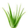Aloe Vera Plant Medium Plant In 15cm Pot, thumbnail 1 of 8