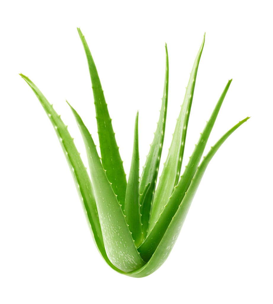 Aloe Vera Plant Medium Plant In 15cm Pot, 1 of 8