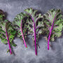 Kale 'Red Russian' Six X Plug Plant Pack, thumbnail 1 of 5