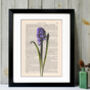 Hyacinth, Vintage Collection Print, thumbnail 1 of 6