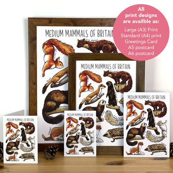 Medium Mammals Of Britain Watercolour Postcard, 10 of 11