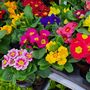 Primula 'Multicolours Mix' 20 X Full Plant Pack, thumbnail 2 of 5