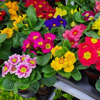 Primula 'Multicolours Mix' 20 X Full Plant Pack, 2 of 5