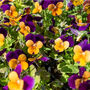 Flowers Viola 'Fireworks Mix' 20 X Plant Pack, thumbnail 5 of 6