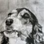 Original Charcoal Pet Portrait, thumbnail 3 of 10