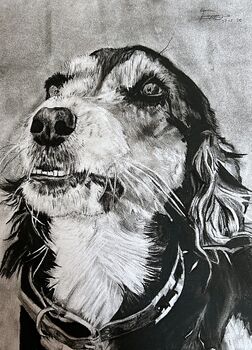 Original Charcoal Pet Portrait, 3 of 10