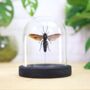 Giant Scoliid Wasp Insect Bug Moth Butterfly Bell Jar Entomology Taxidermy Interior Design Home Decor Cloche Modern Display Gift Ornament, thumbnail 1 of 4