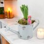 Hyacinth Planter In Metal Watering Can – Gift Ready, thumbnail 1 of 6