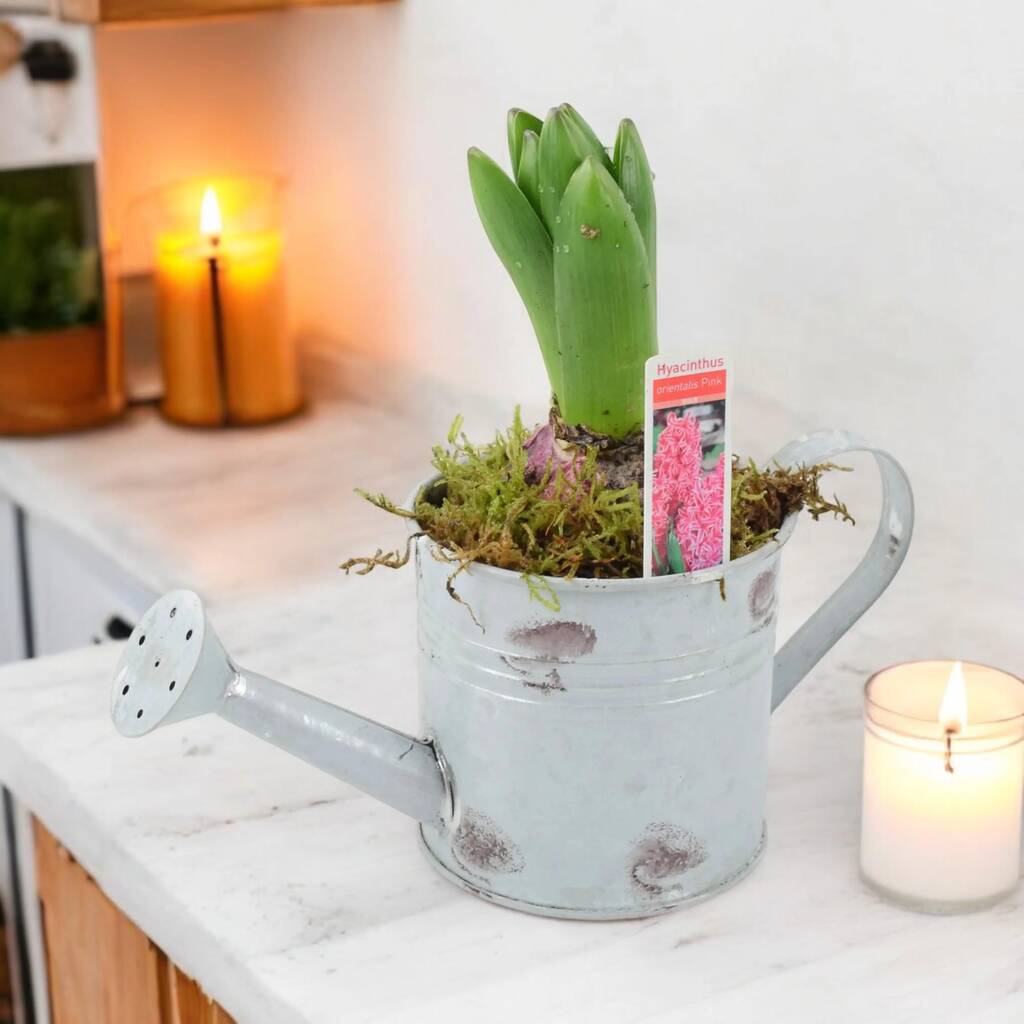 Hyacinth Planter In Metal Watering Can – Gift Ready, 1 of 6