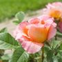 Floribunda Rose Plant 'Fragrant Delight', thumbnail 5 of 6