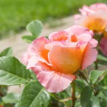 Floribunda Rose Plant 'Fragrant Delight', 5 of 6