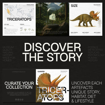 Triceratops Dinosaur Tooth Authentic Fossil Wall Hanging Frame, 3 of 4