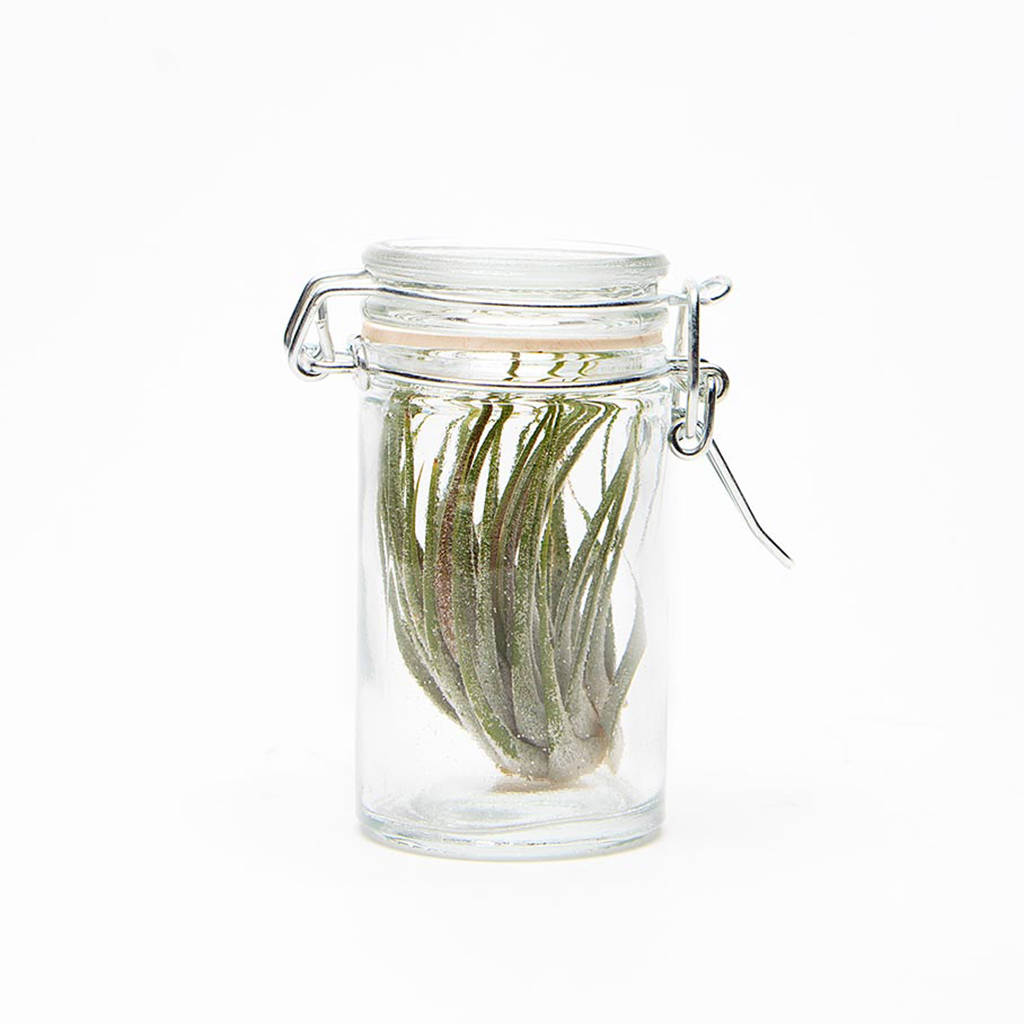 Image of Mini Airplant Jar