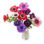 Spring Bulbs Anemone De Caen Six X Bulb Pack, thumbnail 1 of 6