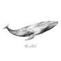 Blue Whale Watercolour Fine Art Print, thumbnail 2 of 4