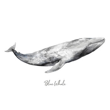 Blue Whale Watercolour Fine Art Print, 2 of 4