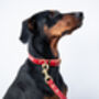 Personalised Luxury Leather Dog Collar, thumbnail 6 of 12