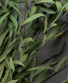 Green Eucalyptus Nicholii Preserved Stems Bouquet, 3 of 4
