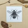 Cephei The Bee Luxury Blank Greeting Card, thumbnail 5 of 5