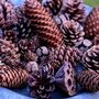 Natural Mixed Pine Cones, thumbnail 2 of 2