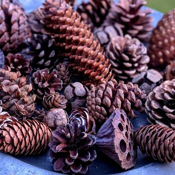 Natural Mixed Pine Cones, 2 of 2