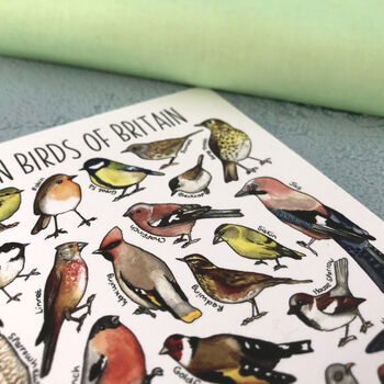 Garden Birds Of Britain Illustrated Postcard, 7 of 11