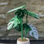 Monstera Variegata Plant With Six Leaf Coasters, thumbnail 5 of 11